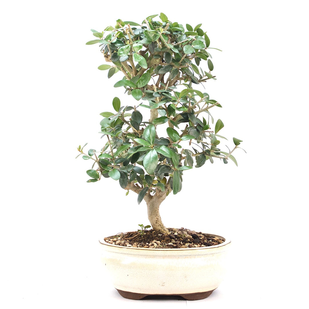 Wild-Olive 'Olea europaea sylvestris '